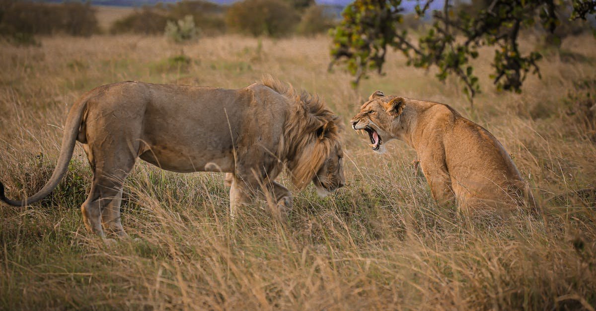 Two lions interact in the savanna of Narok, Kenya at twilight, capturing the essence of wildlife photography.